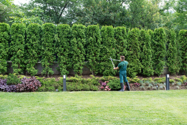 Best Tree Pruning Services  in USA